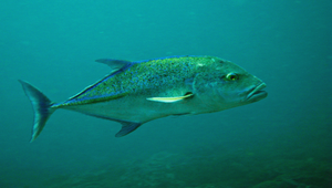 Caranx melampygus (藍鰭鰺)縮圖