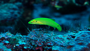 Bodianus bimaculatus (雙斑狐鯛)縮圖