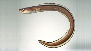 Conger myriaster (繁星糯鰻)-資源代表圖