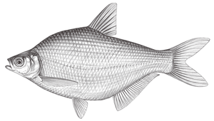 Megalobrama amblycephala (團頭魴)縮圖