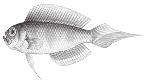 Sphenanthias tosaensis (土佐歐氏鰧)縮圖