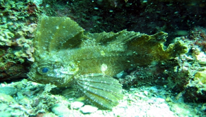 Ablabys taenianotus (背帶帆鰭鮋)縮圖