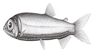 Woodsia nonsuchae (澳洲離光魚)-資源代表圖