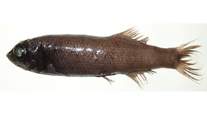 Bathytroctes microlepis (小鱗淵眼魚)-資源代表圖