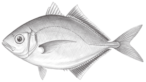 Carangoides equula (高體若鰺)縮圖