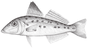 Sillago aeolus (星沙鮻)縮圖