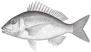 Lipocheilus carnolabrum (葉唇笛鯛)-資源代表圖