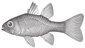 Apogon unicolor (單色天竺鯛)縮圖