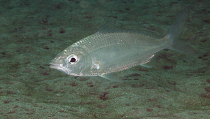 Gerres oyena (奧奈鑽嘴魚)縮圖