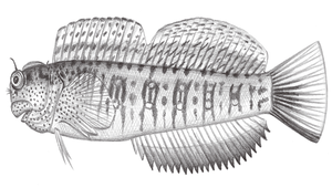 Blenniella periophthalmus (圍眼真蛙鳚)縮圖