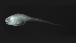 Malacocephalus nipponensis (日本軟首鱈)縮圖