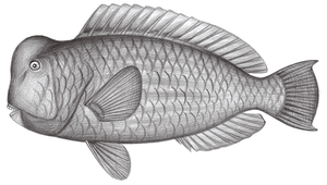 Bolbometopon muricatum (隆頭鸚哥魚)-資源代表圖
