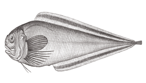 Dicrolene tristis (短絲指鼬魚)縮圖