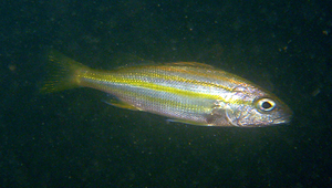 Pomadasys quadrilineatus (四帶雞魚)縮圖