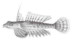 Diplogrammus xenicus (暗帶雙線䲗)-資源代表圖
