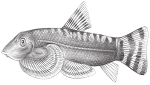 Sinogastromyzon nantaiensis (南臺中華爬岩鰍)縮圖
