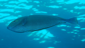 Acanthurus mata (後刺尾鯛)-資源代表圖