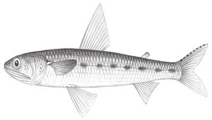 Saurida undosquamis (花斑蛇鯔)