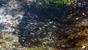 Plotosus lineatus (線紋鰻鯰)縮圖