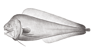 Bathyonus caudalis (大尾深水鼬魚)縮圖