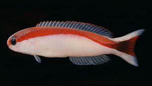 Hoplolatilus marcosi (馬氏似弱棘魚)縮圖