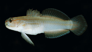Amblygobius nocturnus (短唇鈍鰕虎)-資源代表圖