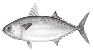 Rastrelliger faughni (富氏金帶花鯖)縮圖