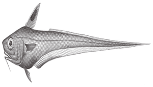 Ventrifossa rhipidodorsalis (扇鰭凹腹鱈)縮圖