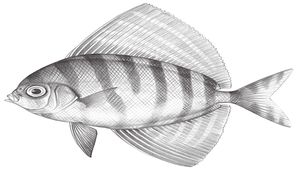 Velifer hypselopterus (草鰺)縮圖