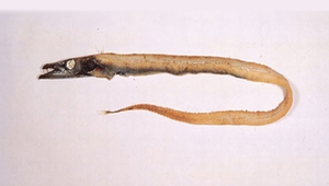 Benthodesmus tenuis (叉尾深海帶魚)-資源代表圖