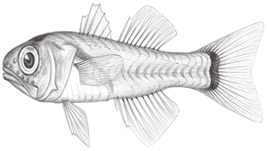 Gymnapogon urospilotus (尾斑裸天竺鯛)縮圖