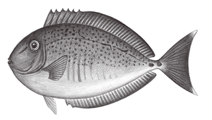 Naso maculatus (班鼻魚)縮圖