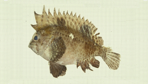 Paracentropogon longispinis (長棘擬鱗鮋)