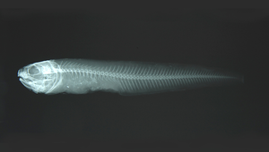 Ophidion muraenolepis (黑邊鼬魚)-資源代表圖