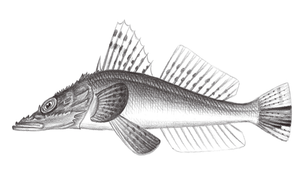 Suggrundus macracanthus (大棘大眼牛尾魚)縮圖