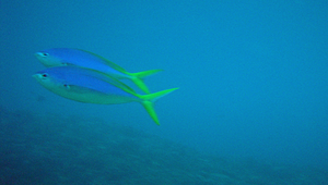 Caesio teres (黃藍背烏尾鮗)縮圖