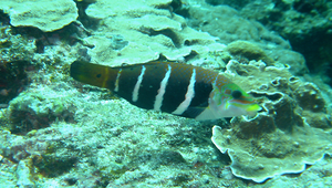 Hemigymnus fasciatus (條紋半裸魚)縮圖