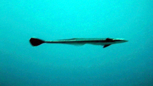 Echeneis naucrates (長印魚)縮圖