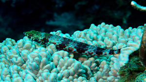 Synodus variegatus (花斑狗母魚)縮圖