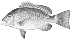 Lutjanus erythropterus (赤鰭笛鯛)縮圖