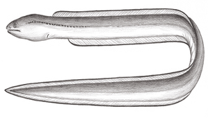 Dysomma dolichosomatum (長身前肛鰻)縮圖