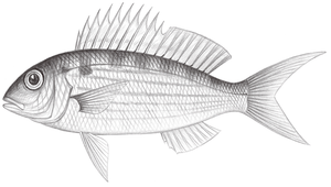Nemipterus peronii (裴氏金線魚)縮圖