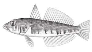 Chrionema chryseres (黃斑低線魚)-資源代表圖