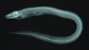 Ilyophis brunneus (褐泥蛇鰻)縮圖