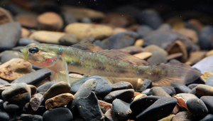 Acentrogobius viganensis (頭紋細棘鰕虎)縮圖