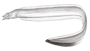 Dysomma melanurum (黑尾前肛鰻)-資源代表圖