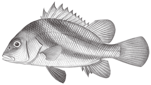 Hapalogenys nigripinnis (黑鰭髭鯛)縮圖