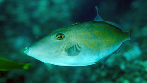 Thamnaconus modestus (短角單棘魨)縮圖