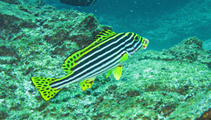 Plectorhinchus vittatus (條斑胡椒鯛)縮圖