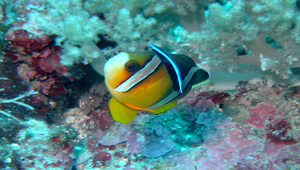 Amphiprion clarkii (克氏雙鋸魚)